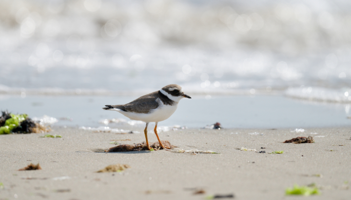 Les bords du Frémur